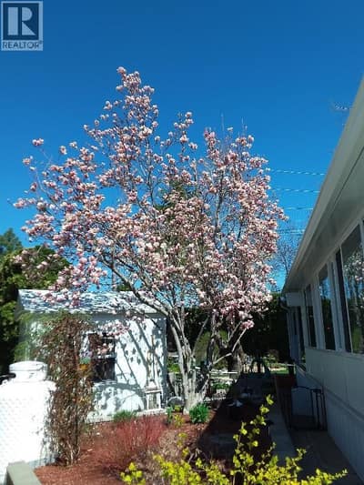 Gorgeous Magnolia Tree