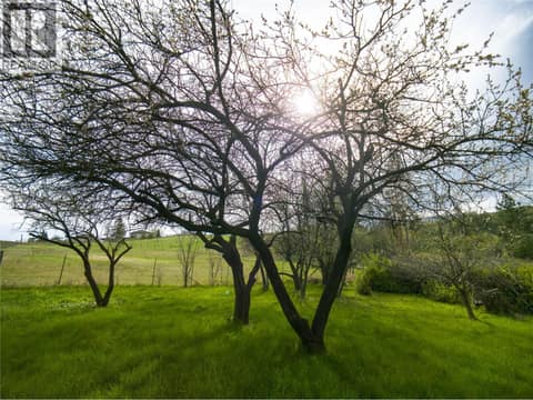 Fruit Trees at 327 97A Highway, Armstrong/ Spall., Spallumcheen