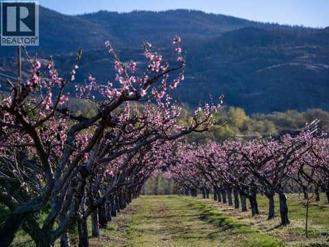 Fruit trees - orchard at 14807 89th Street, Osoyoos Rural
