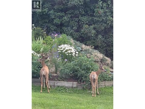Some visitors in the yard. at 12022 Pretty Road Unit# 16, Lake Country South West