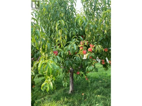 Peach crop for 2026 at 15230 89th Street, Osoyoos Rural