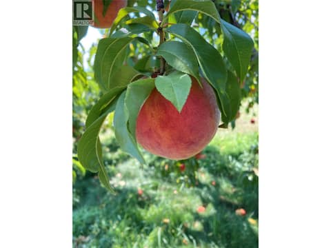Red Haven peach trees at 15230 89th Street, Osoyoos Rural
