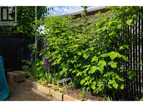 Raspberries! at 3944 Cascade Drive, East Hill, Vernon