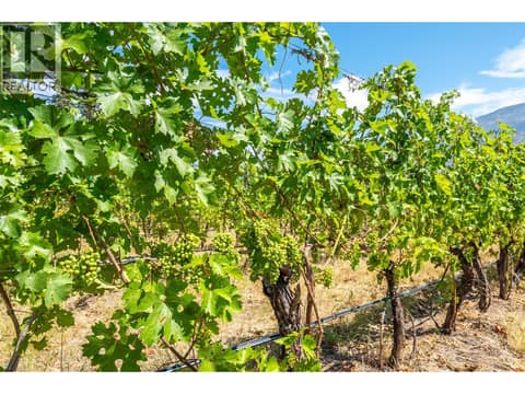 Photo 16 of 482 Pinehill Road, Oliver Rural