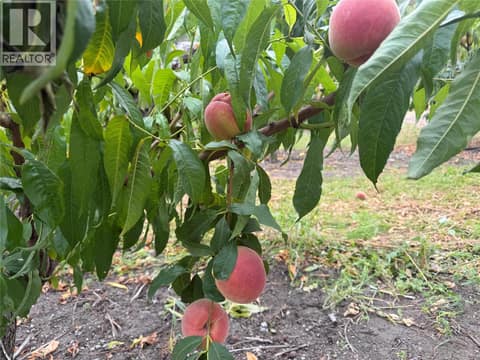 Peaches at 9827 Gillard Avenue, Summerland Rural