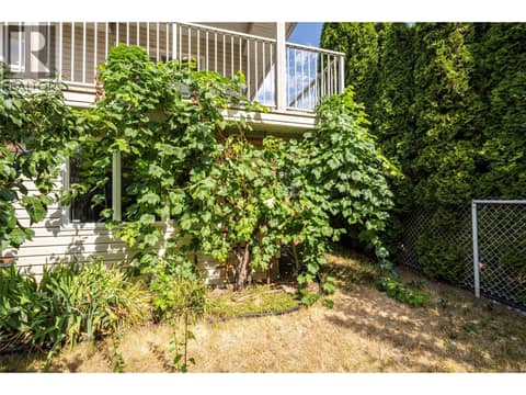 Grape vines at 5804 Richfield Drive, Westmount, Vernon