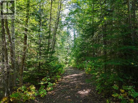 Walk/Ski Trails at 4151 Thomas Road, South Hwy 95, Golden