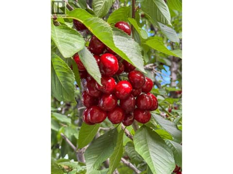 Cherry tree at 1113 Mt Fosthall Drive, Middleton Mountain Vernon