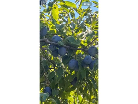 Plum tree at 1113 Mt Fosthall Drive, Middleton Mountain Vernon