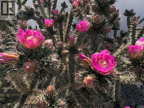 Blooming Cactus in backyard at 6940 Cabernet Place, Oliver